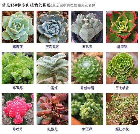 多肉植物名稱查詢|100種常見多肉植物圖鑑